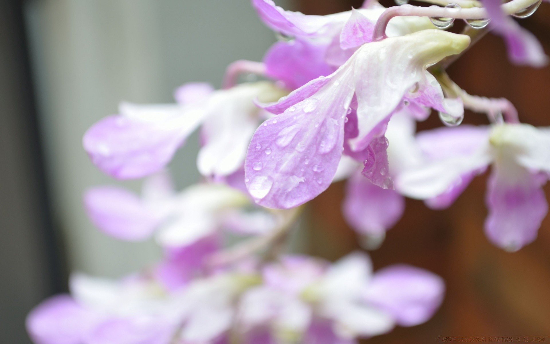 çiçekler çiçek doğa flora yaprak petal yaz çiçek açan çiçek bahçe güzel narin renk parlak violet yakın çekim