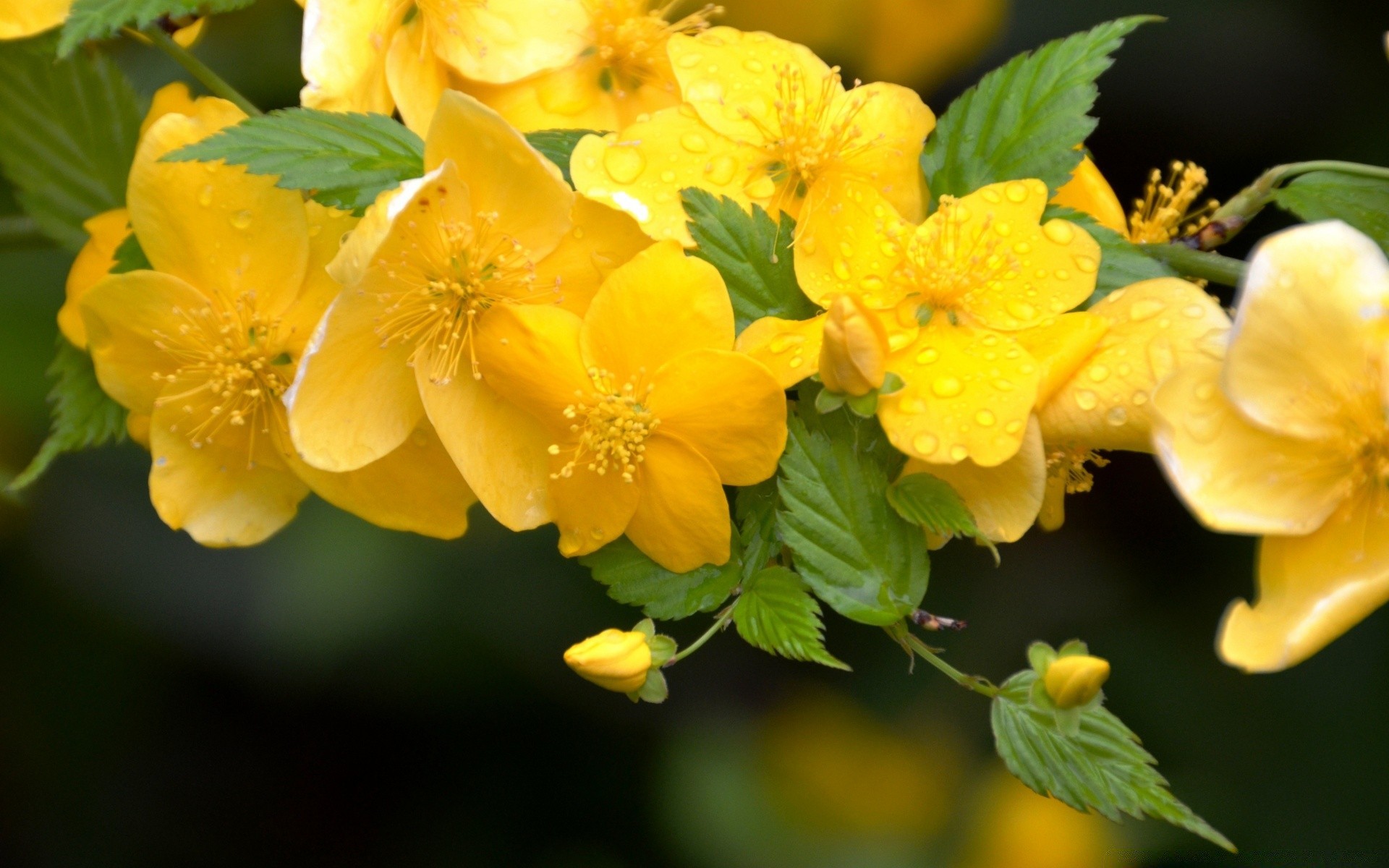 kwiaty liść natura flora kwiat ogród lato wzrost kwiatowy bluming jasny sezon kolor płatek na zewnątrz oddział zbliżenie