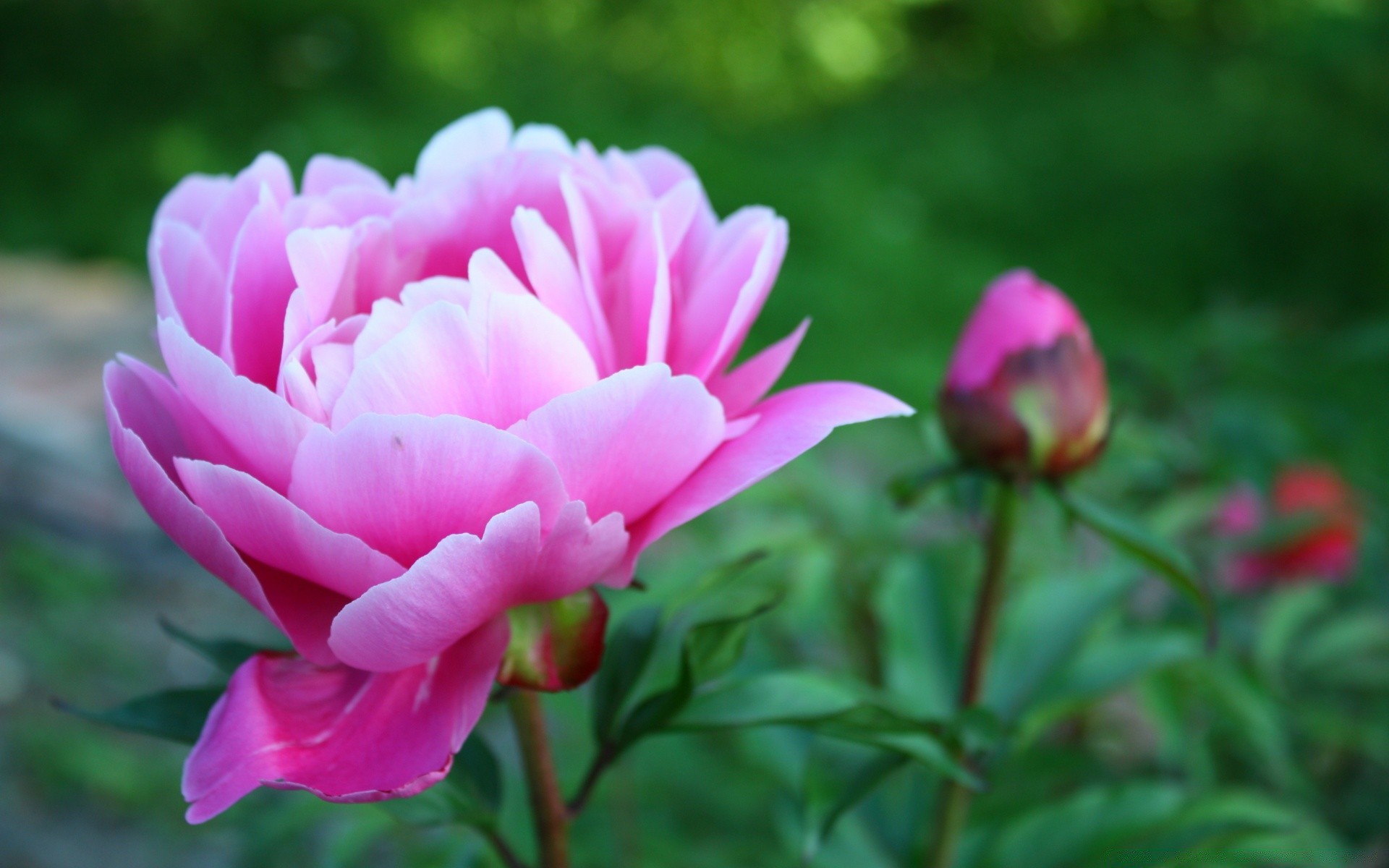 flowers flower nature flora leaf garden summer petal blooming floral color beautiful bright rose park