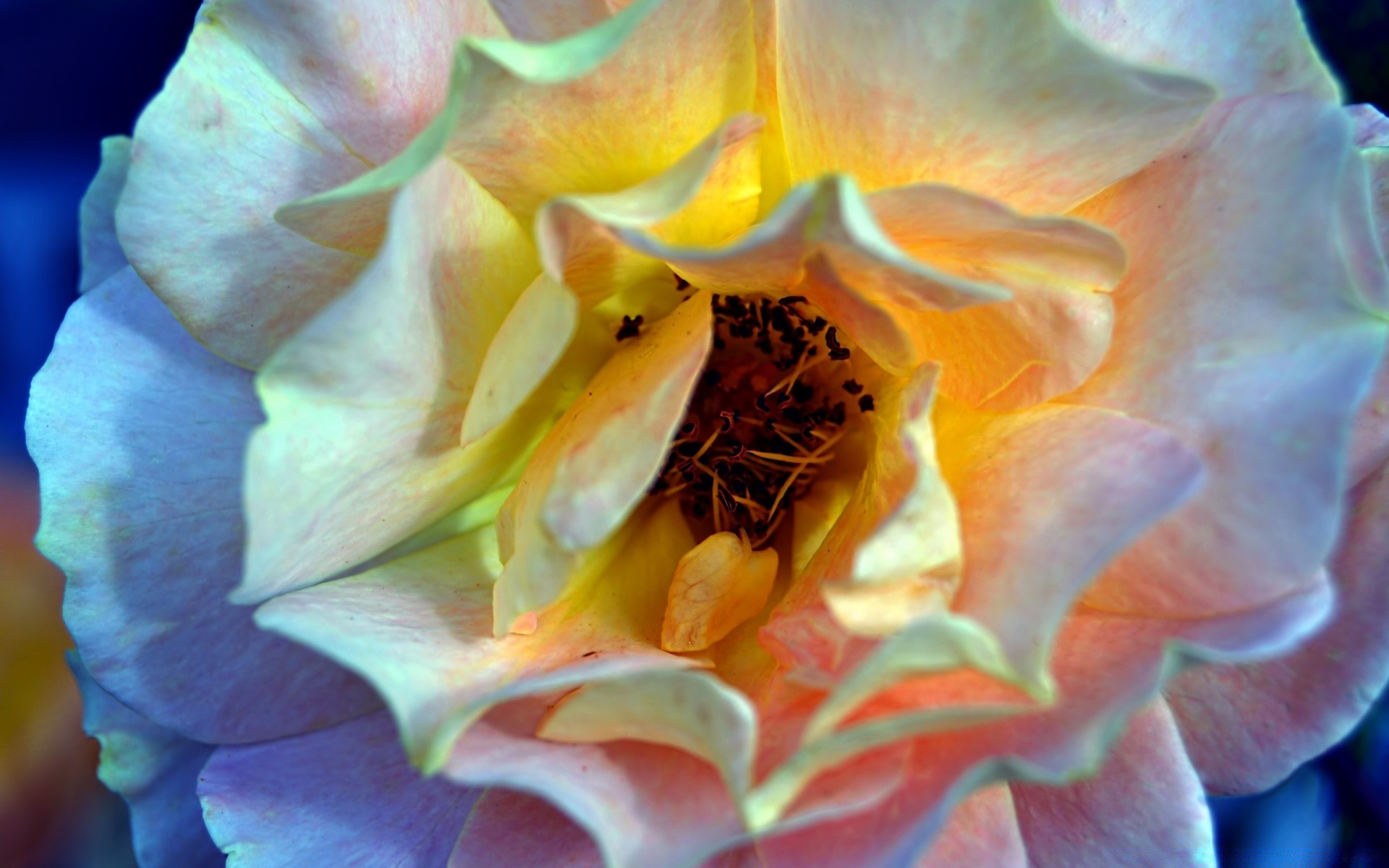 çiçekler çiçek doğa çiçek masaüstü petal renk flora güzel parlak gül doku çiçeklenme romantik bahçe desen yakın çekim dekorasyon soyut ışık botanik