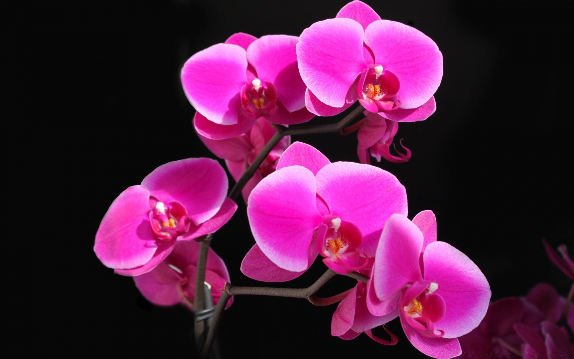 çiçekler çiçek orkide petal phalaenopsis doğa tropikal flora egzotik çiçek açan güzel romantizm çiçek parlak kabuk narin zarif