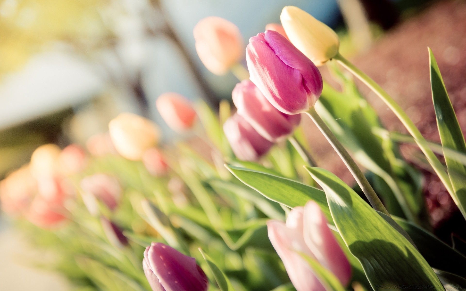 kwiaty natura kwiat tulipana flora liść wielkanoc ogród lato jasny kolor kwiatowy bukiet miłość romans płatek bluming na zewnątrz