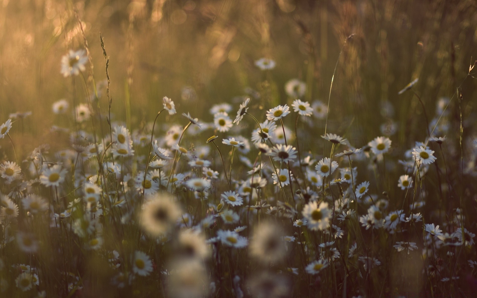 flowers flower field nature grass sun hayfield dawn outdoors fair weather summer flora rural blur grassland color landscape growth light desktop