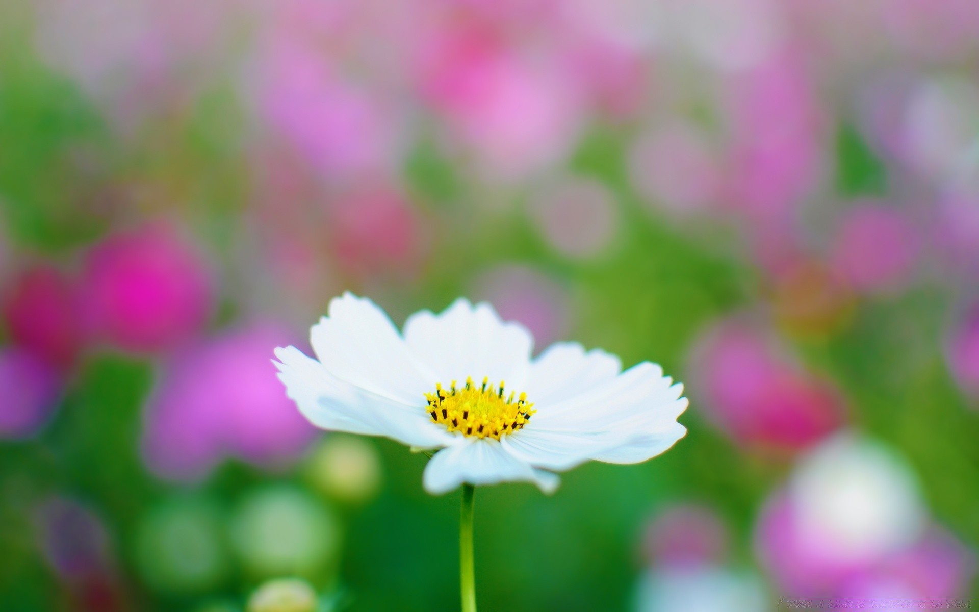 flowers nature flower summer flora bright blur leaf garden petal growth fair weather grass color outdoors field