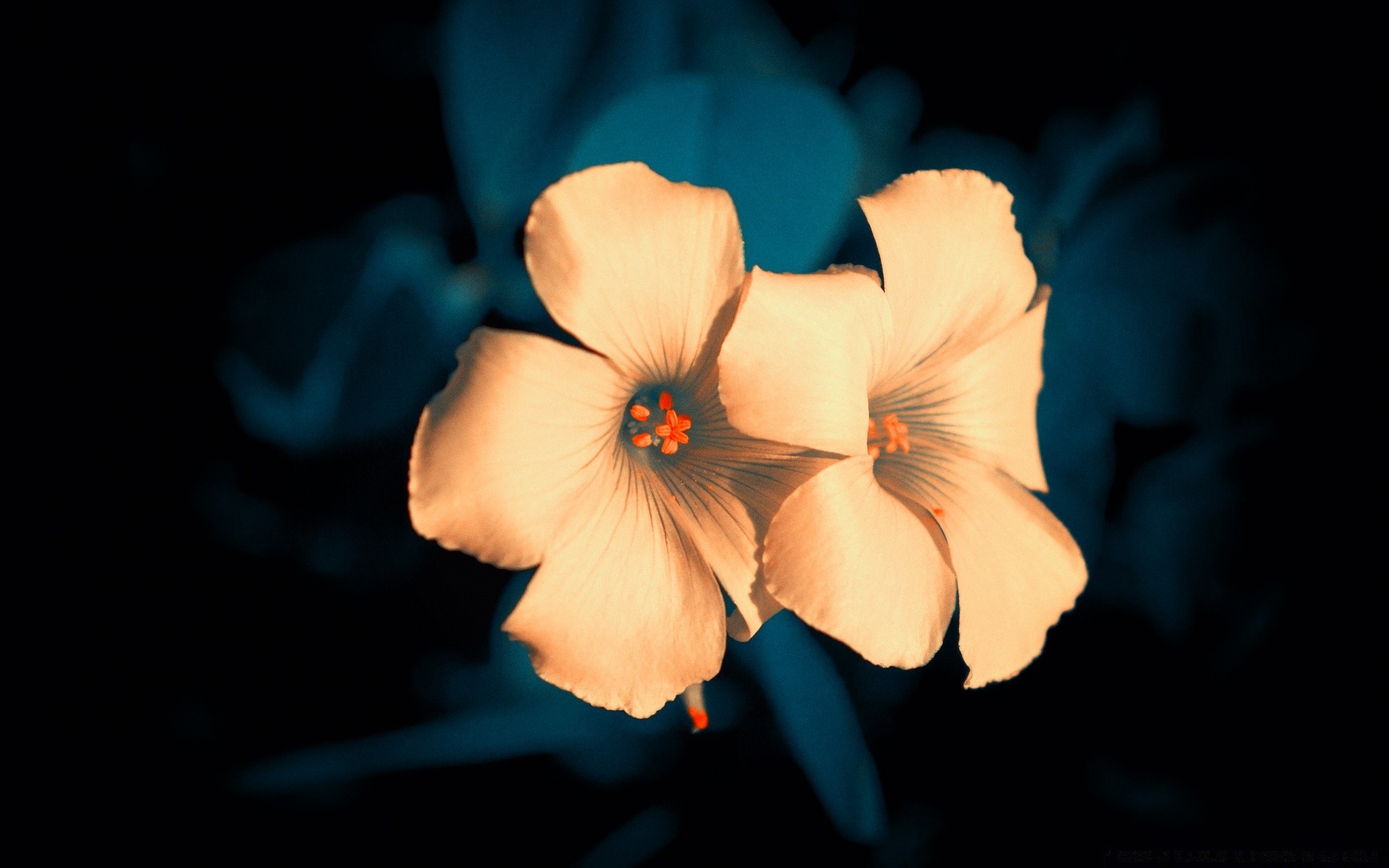 flowers flower flora petal nature blooming leaf blur one