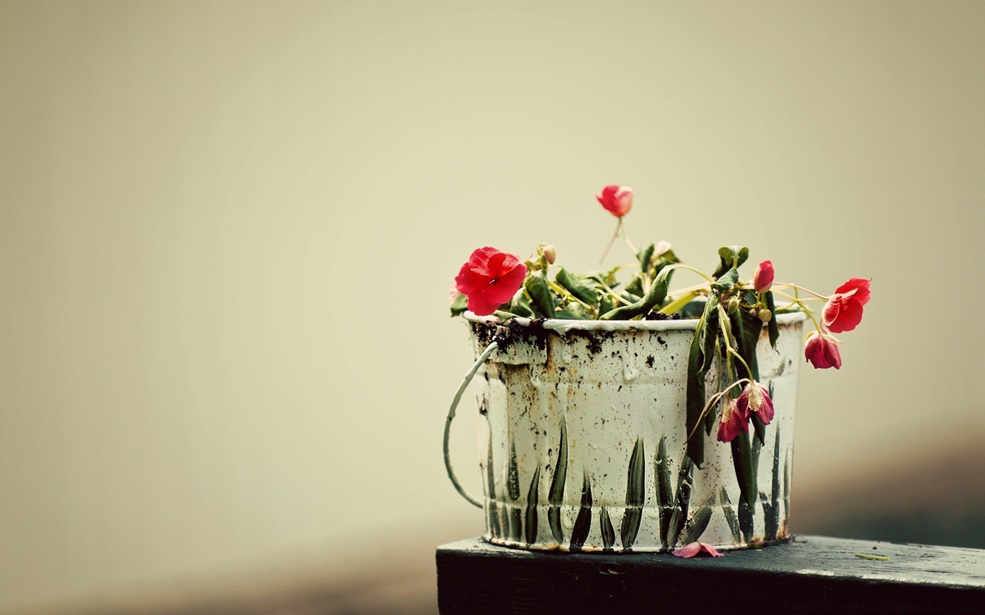 flowers still life flower vase nature leaf love