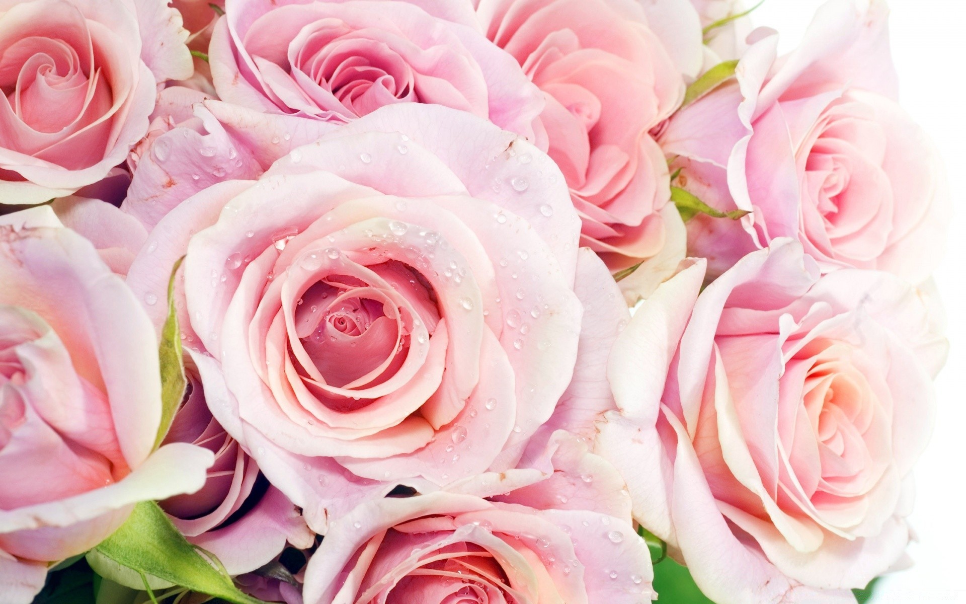 flores rosa amor flor buquê romance pétala floral romântico blooming casamento presente aniversário botânico flora casamento cluster aniversário amigo amor pastel