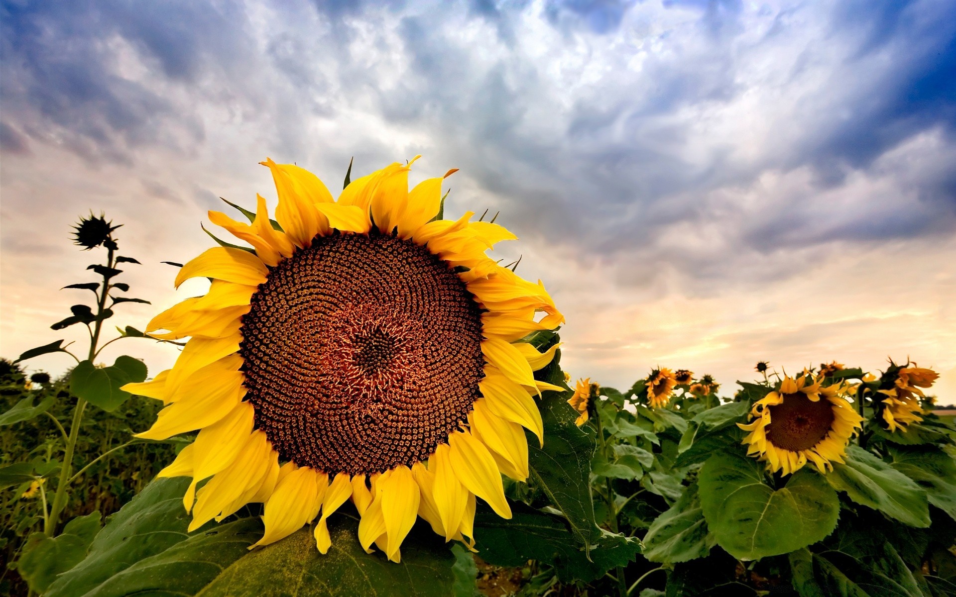 flowers sunflower flower summer nature flora leaf bright sun garden field petal floral fair weather growth color beautiful