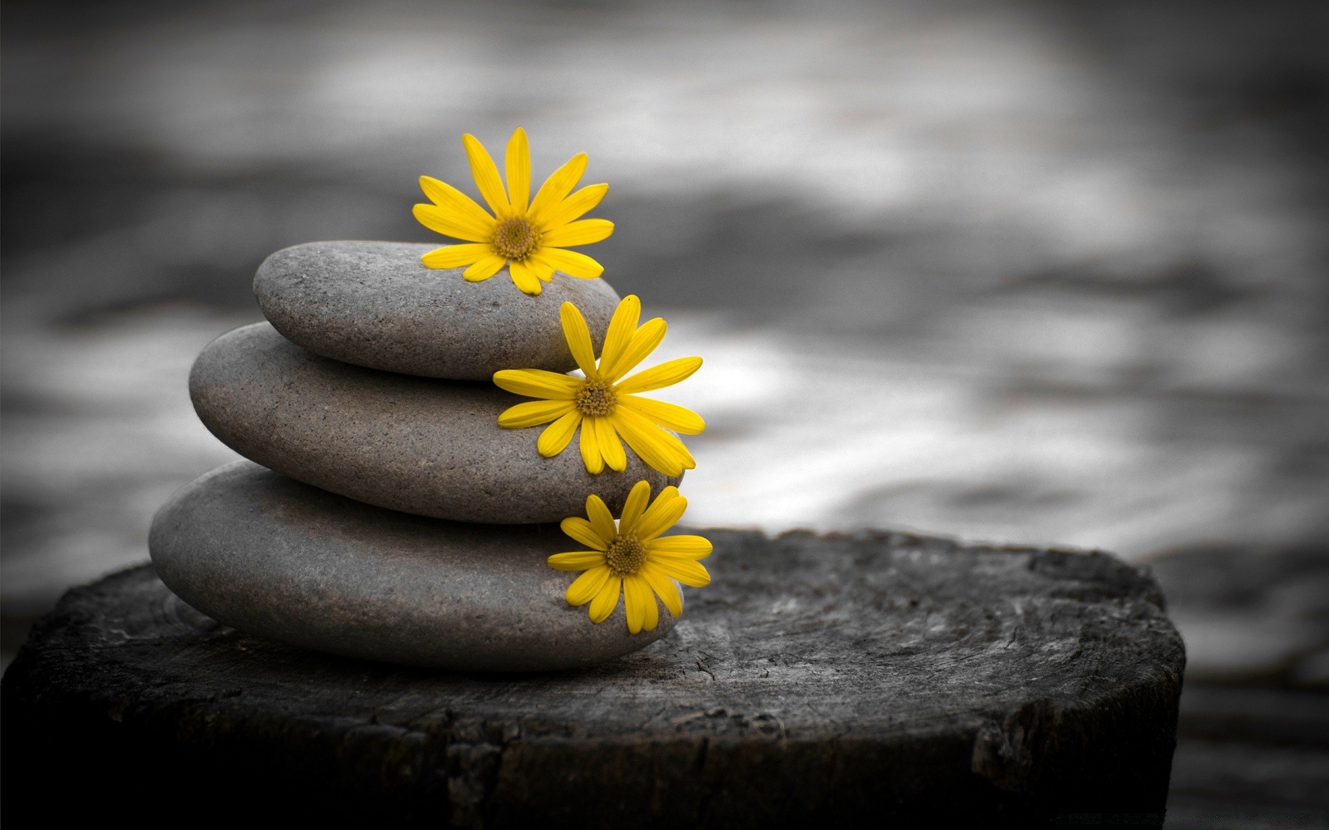 flores zen naturaleza roca meditación playa piedra flor equilibrio armonía monocromo