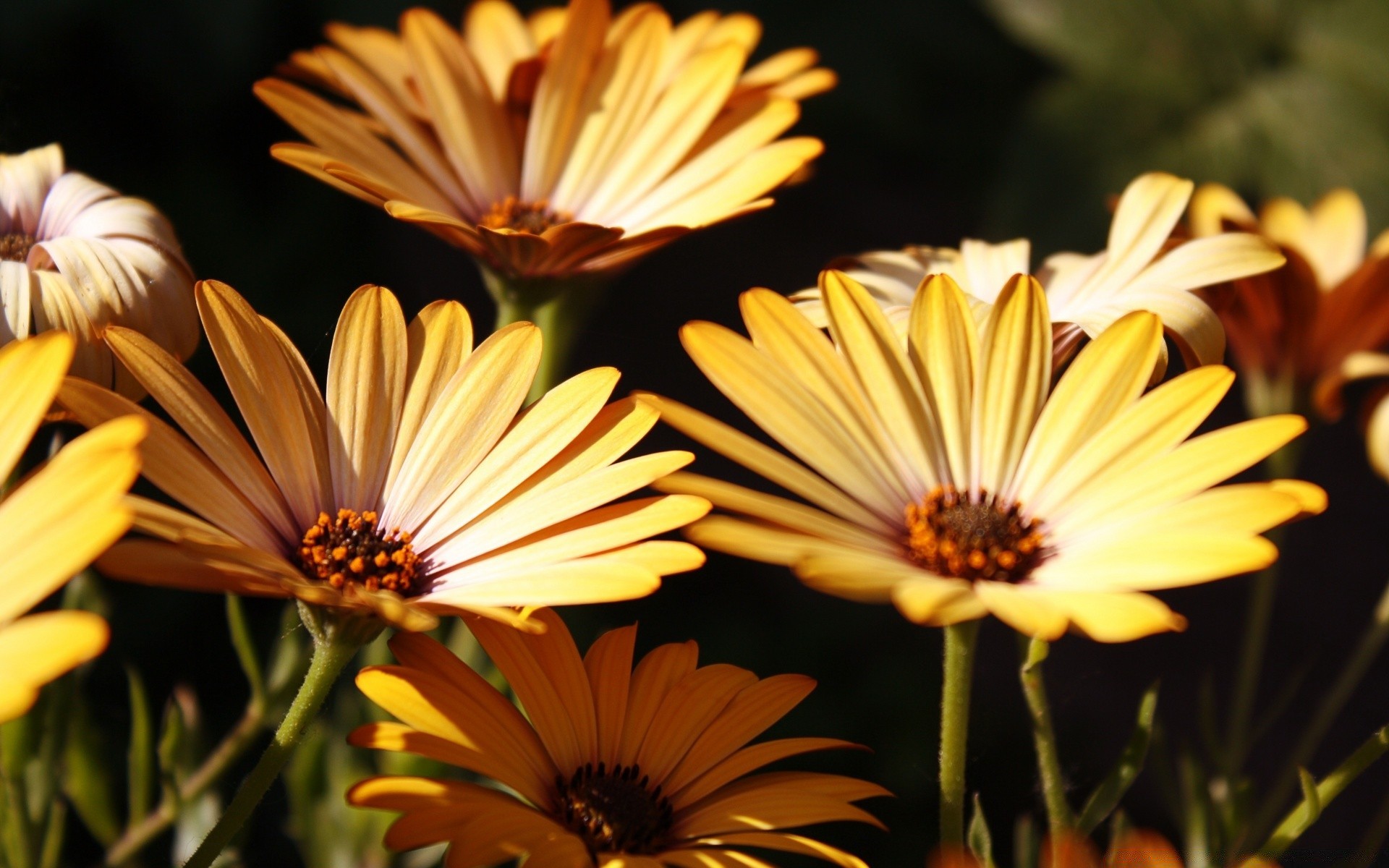 flowers nature flower summer flora color garden leaf blooming petal bright