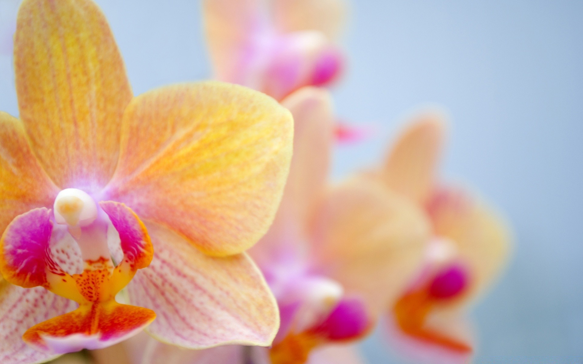 çiçekler çiçek doğa flora tropikal orkide güzel renk taçyaprağı çiçek açan egzotik çiçek bahçe phalaenopsis parlak şube kabuk yaprak narin yaz