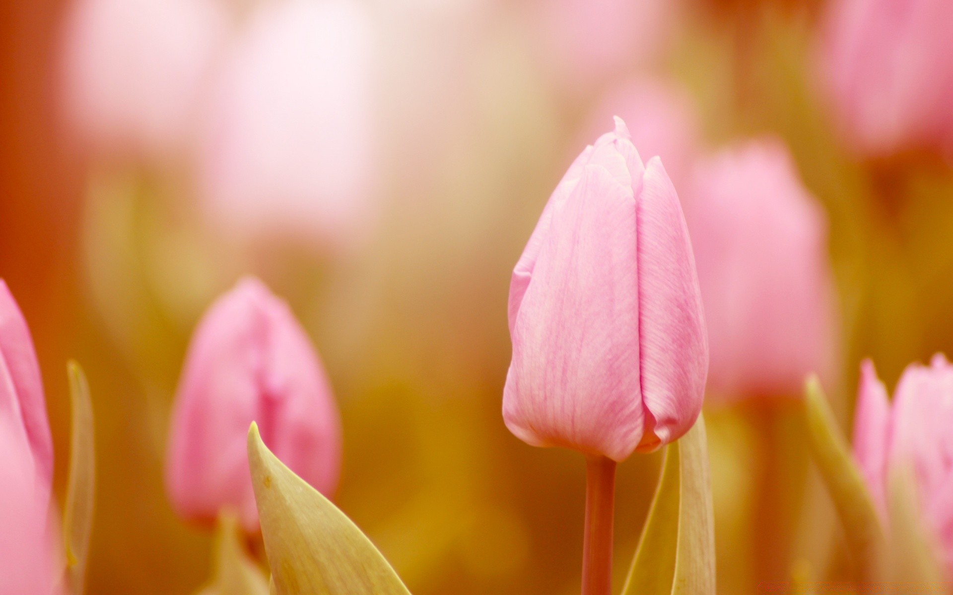 fiori natura tulipano fiore luminoso pasqua estate giardino flora colore foglia floreale dop