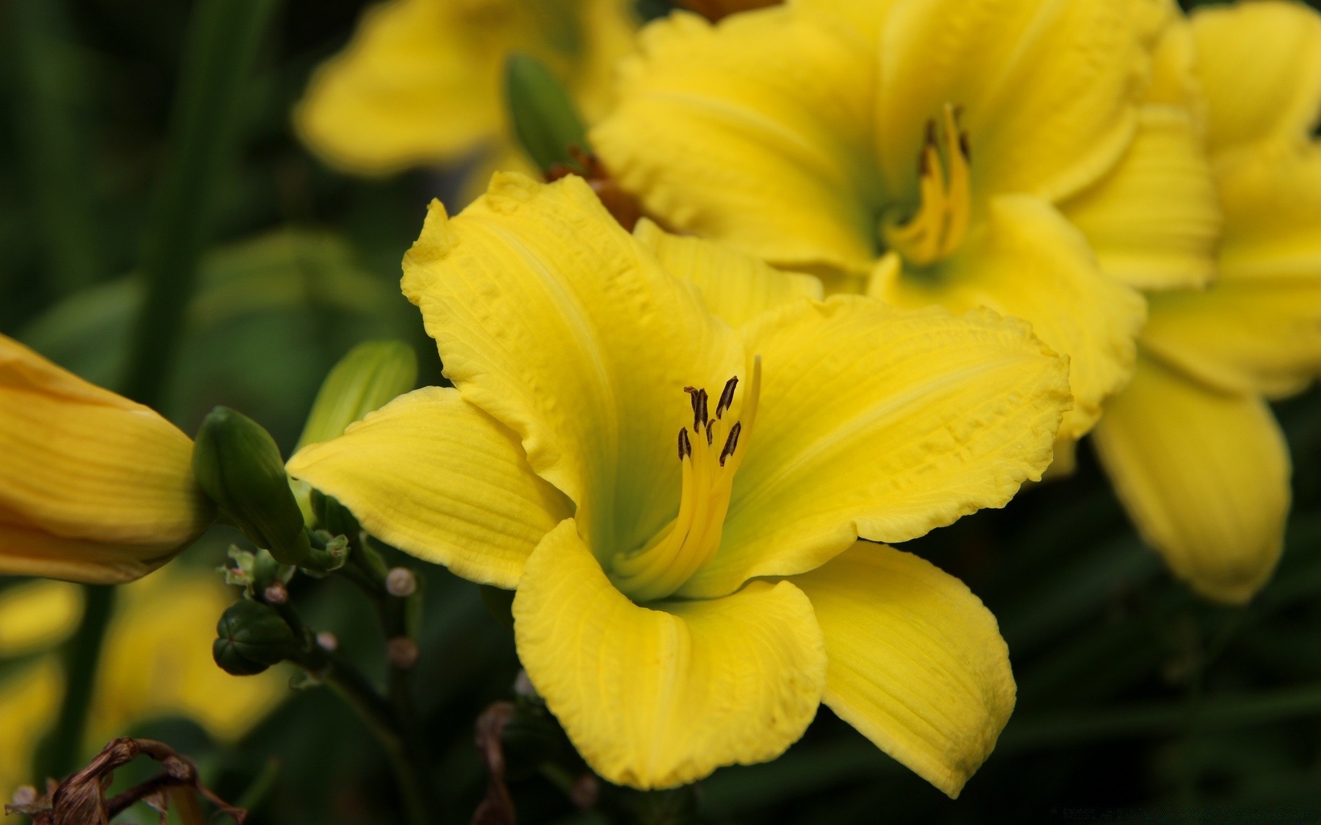 flowers flower nature leaf flora garden color summer bright petal blur floral