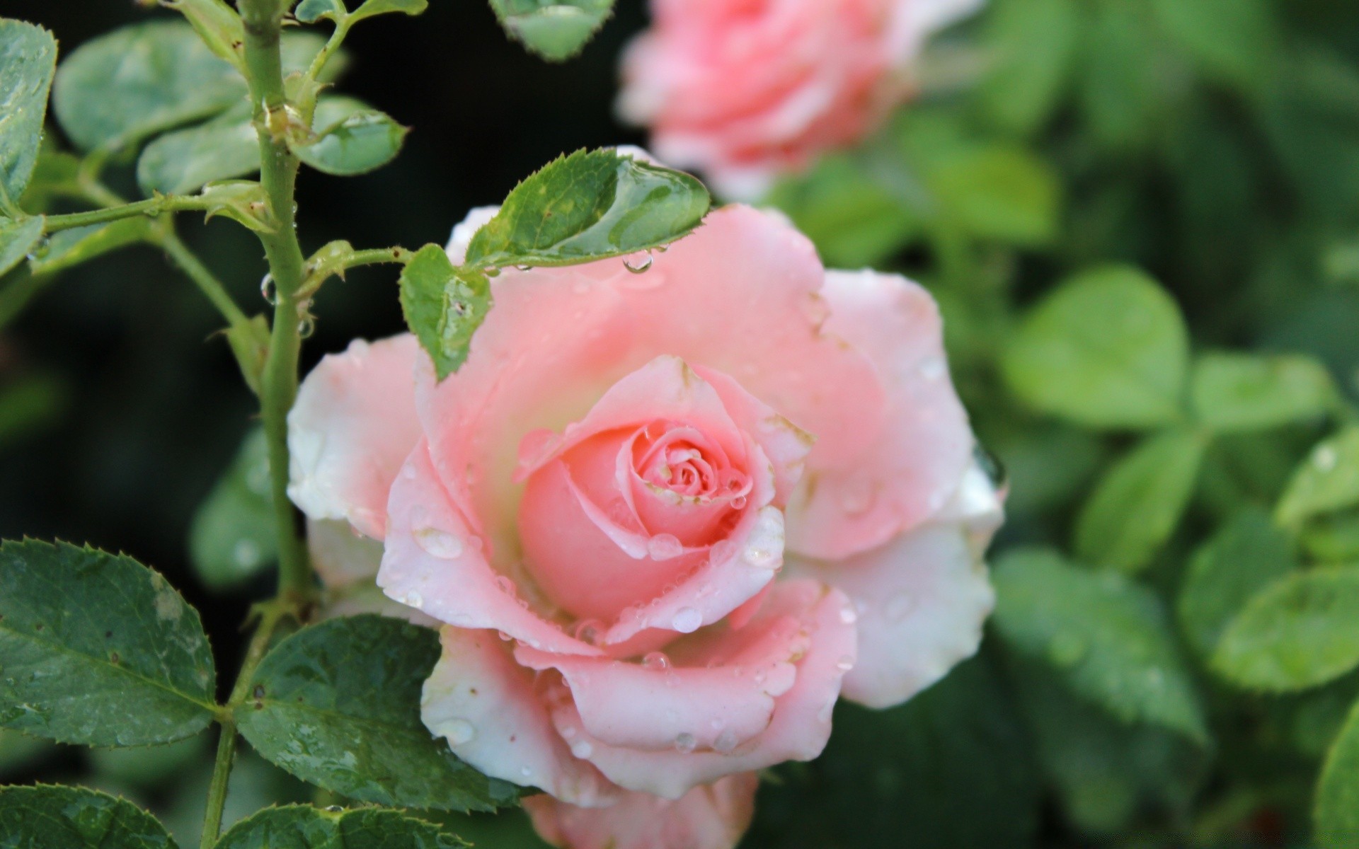 çiçekler gül çiçek yaprak doğa çiçek flora aşk taçyaprağı romantizm çiçeklenme bahçe yaz buket renk yakın çekim romantik düğün açık havada dostum