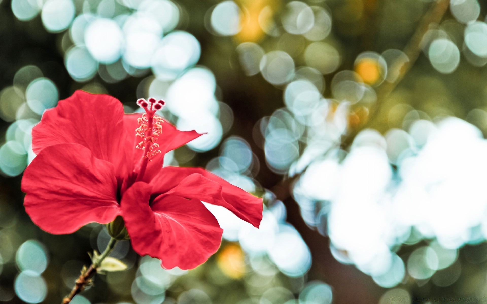 花 圣诞节 节日 明亮 颜色 自然 植物 装饰 花 季节 夏天