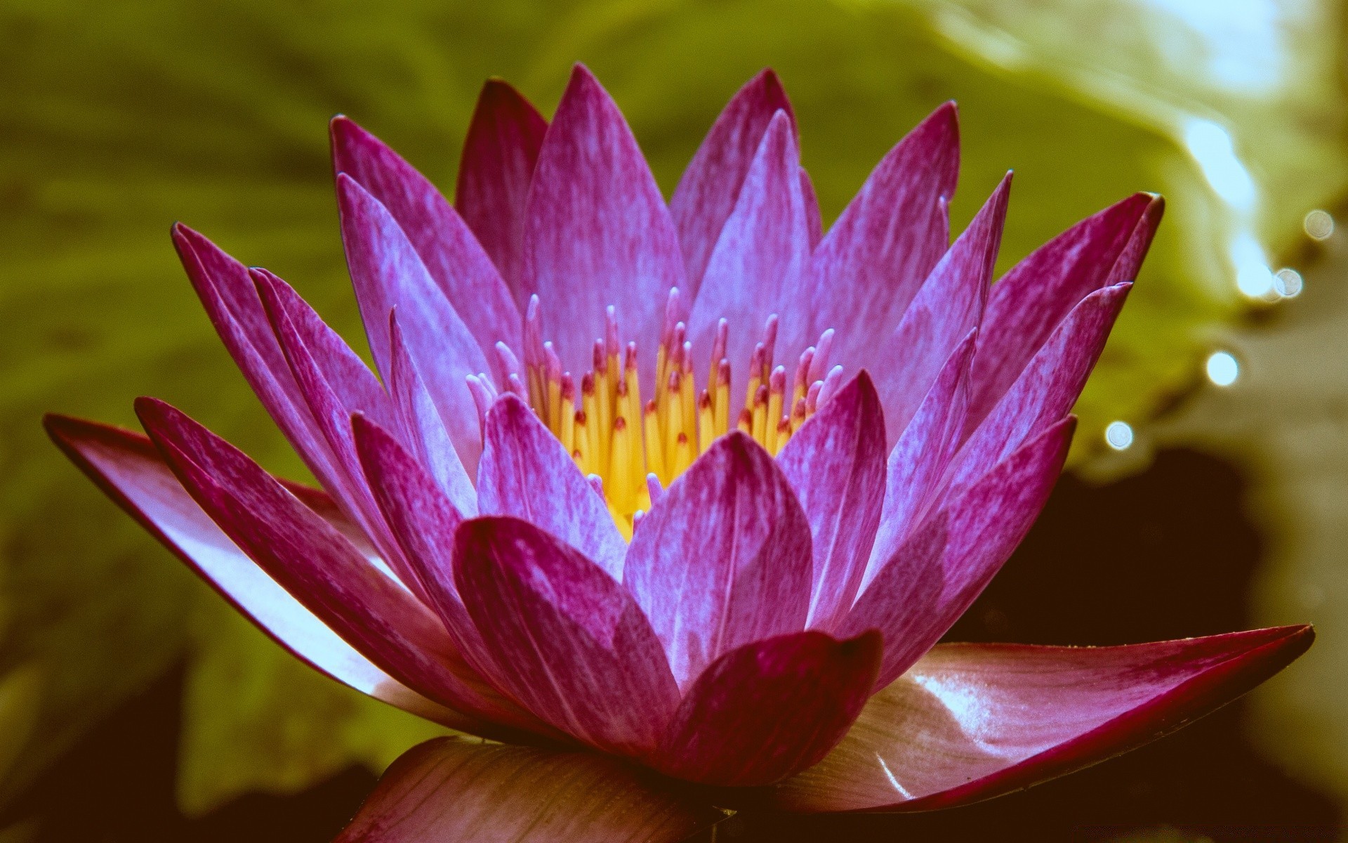 çiçekler lotus çiçek lily flora doğa yaprak bahçe çiçeklenme havuz taçyaprağı nilüfer güzel yaz su zen egzotik çiçek tropikal meditasyon yüzme