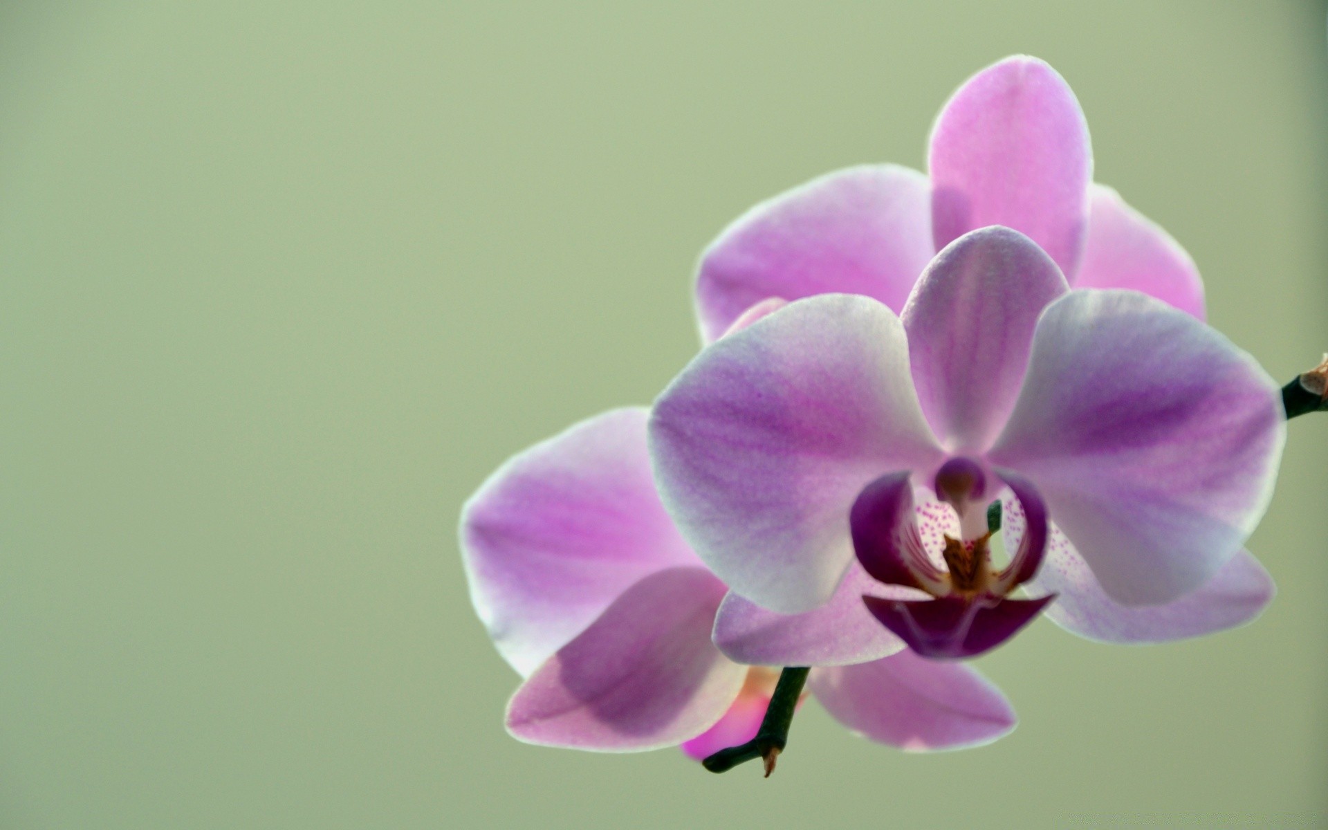 blumen blume natur flora blütenblatt farbe blühen zart tropisch schön hell blatt