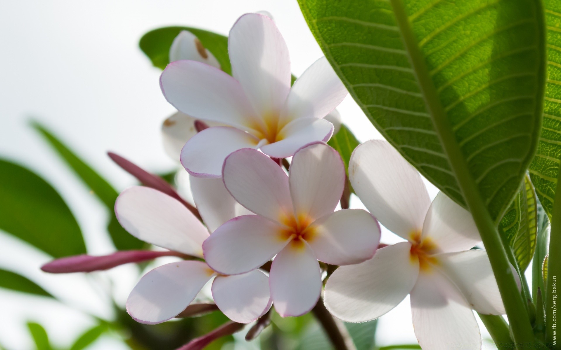 flowers nature flower tropical frangipani flora plumeria leaf blooming summer garden exotic petal floral beautiful