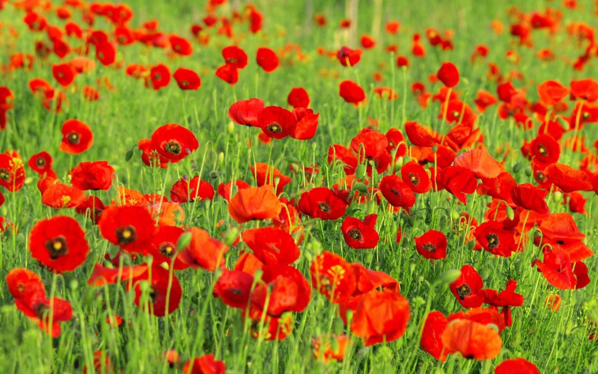 flowers field poppy flora flower nature hayfield summer rural floral garden grass season color bright vibrant petal growth blooming leaf fair weather