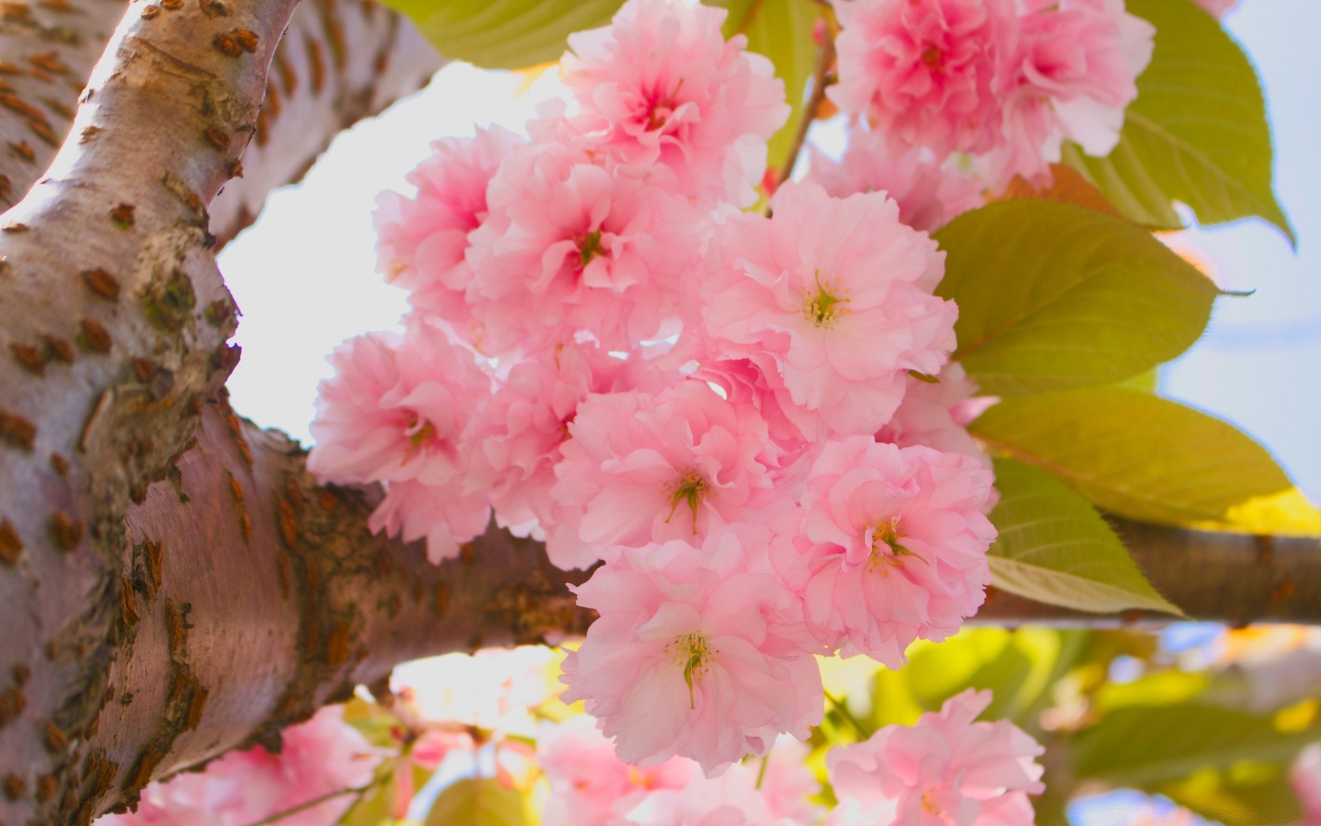 fleurs fleur nature feuille flore arbre branche bluming floral cerise jardin pétale gros plan saison été couleur lumineux croissance belle