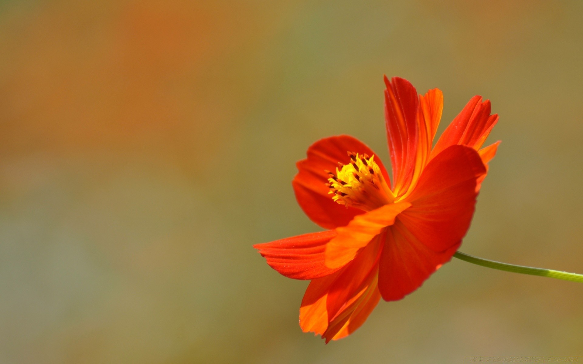 kwiaty kwiat natura flora rozmycie liść lato jasny kolor