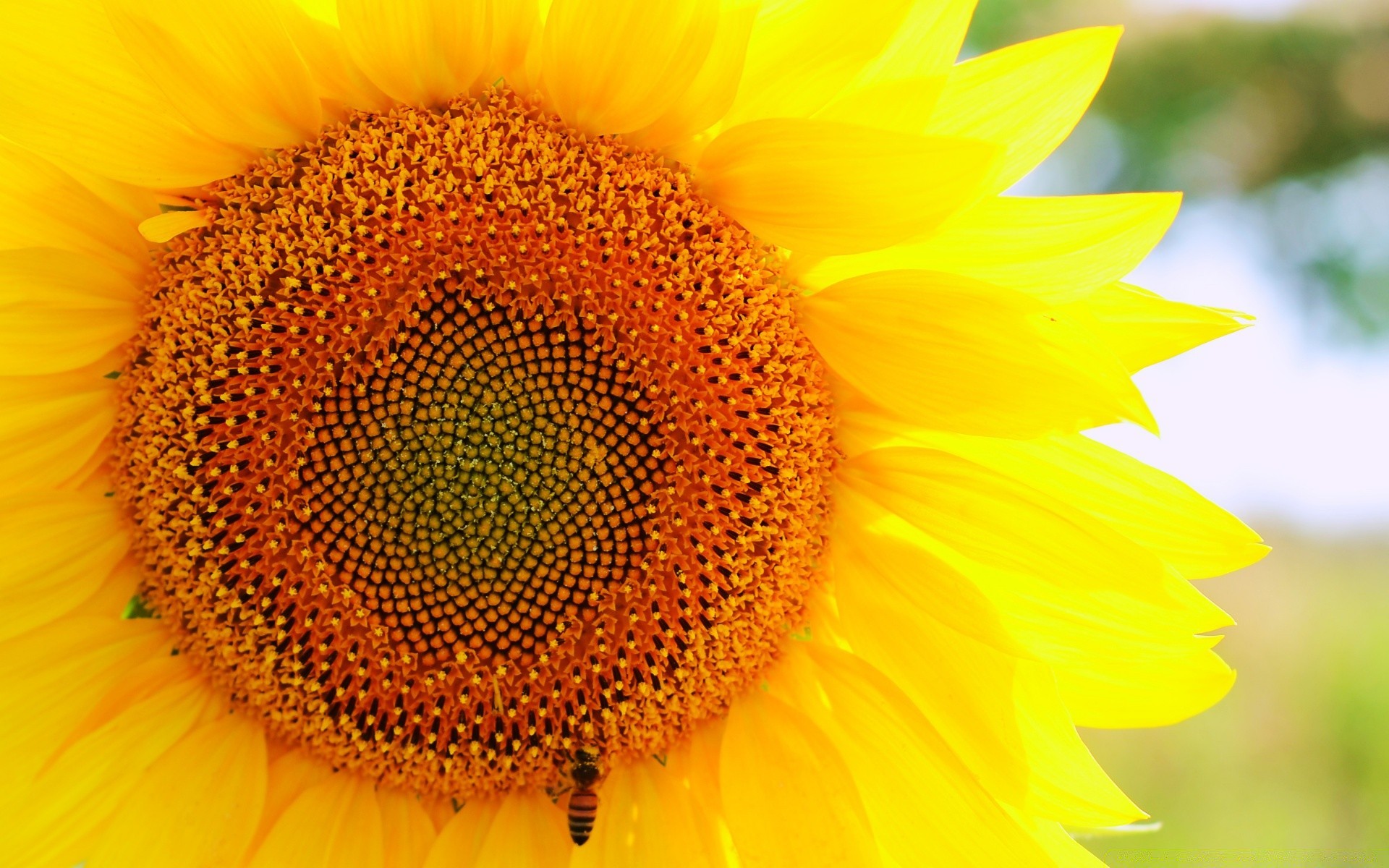 fleurs tournesol nature flore fleur été lumineux pétale pollen feuille jardin croissance beau temps beau