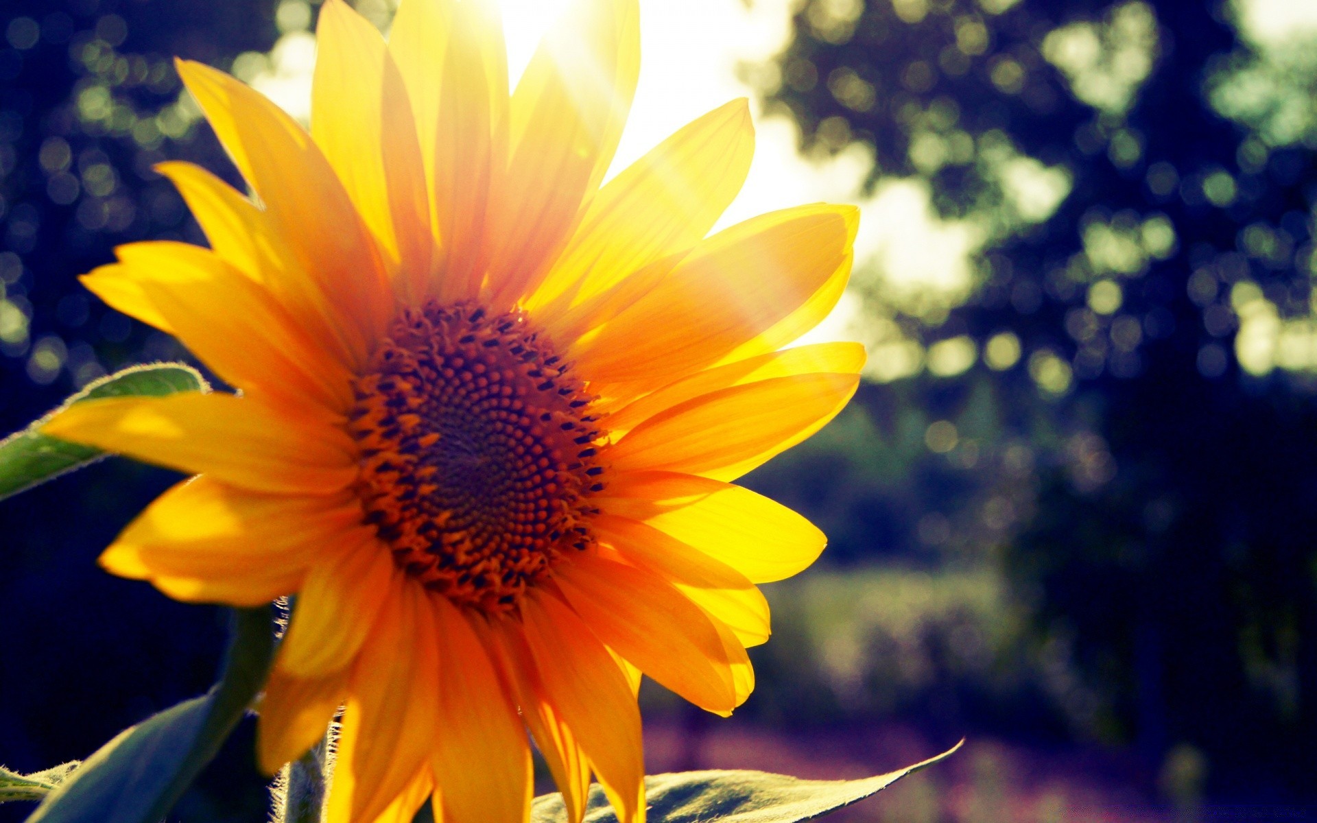 blumen natur flora blume sommer blatt hell garten wachstum sonnenblume gutes wetter farbe