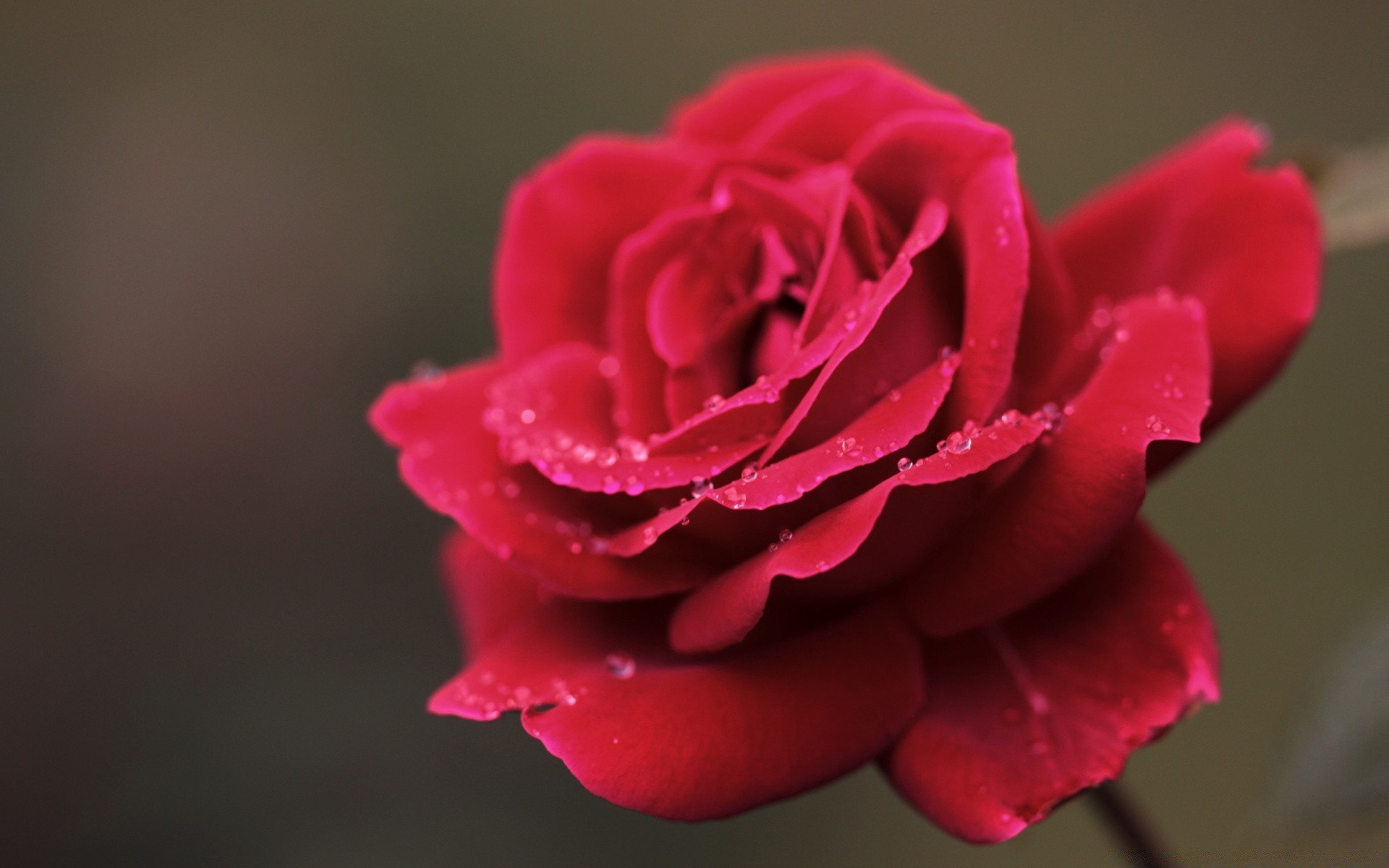 flowers flower rose love romance petal nature floral blooming flora wedding romantic leaf delicate dew gift