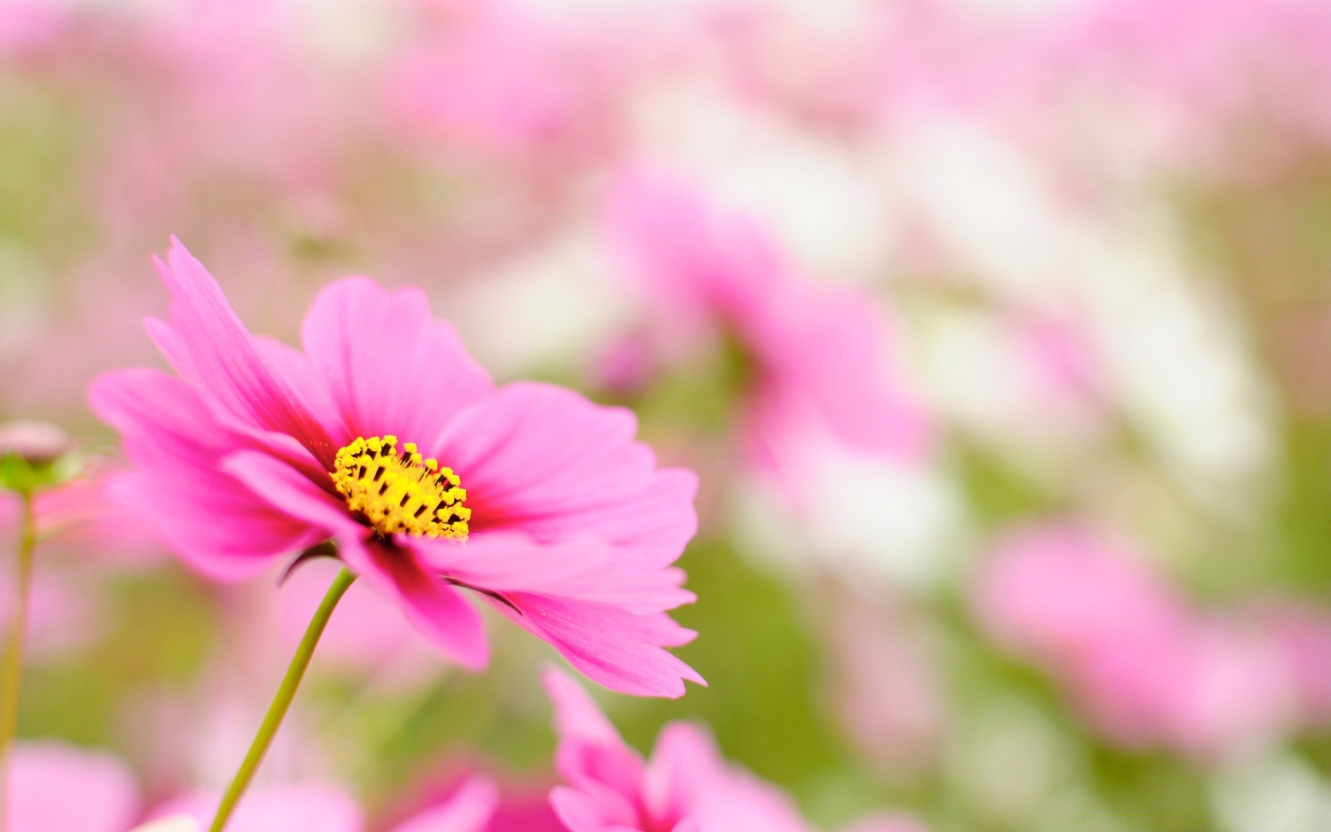 çiçekler doğa çiçek yaz flora parlak yaprak bahçe renk büyüme açık havada petal güzel havalarda çiçeklenme