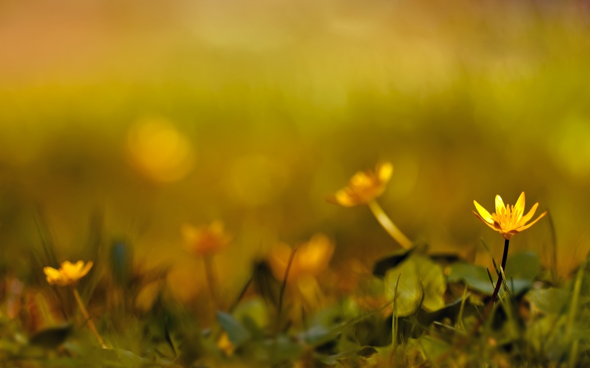 flowers nature flower grass sun field fair weather summer flora hayfield leaf growth garden rural bright season color blur dof light floral