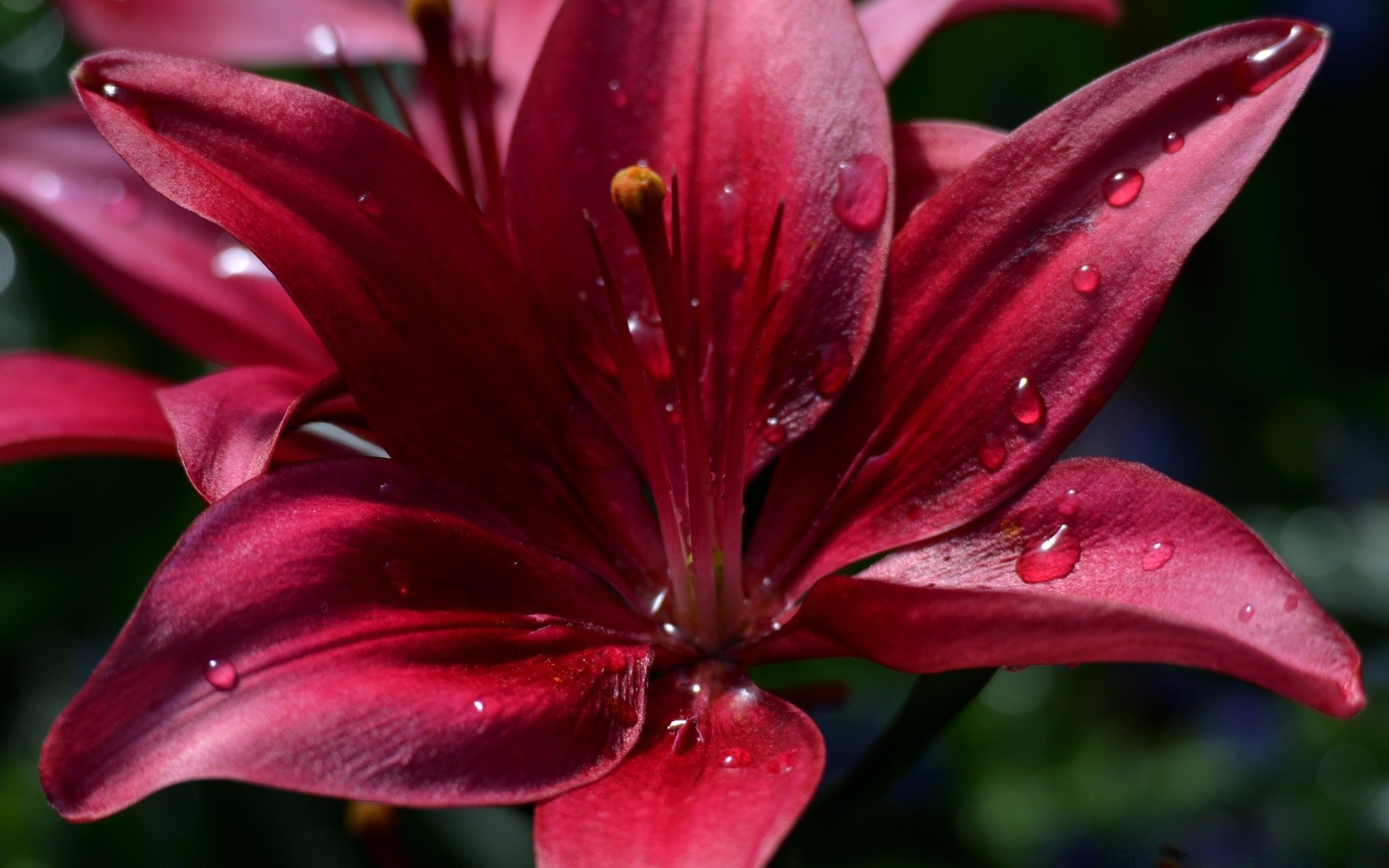 flores flor lily natureza flora jardim pétala folha cor floral verão delicado blooming flores