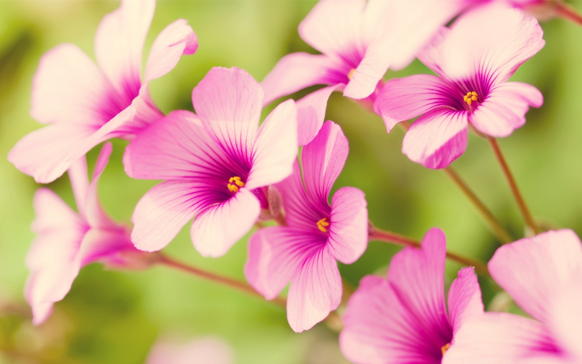 花 花 自然 花瓣 夏天 植物 盛开 叶 花园 花 热带 颜色 明亮