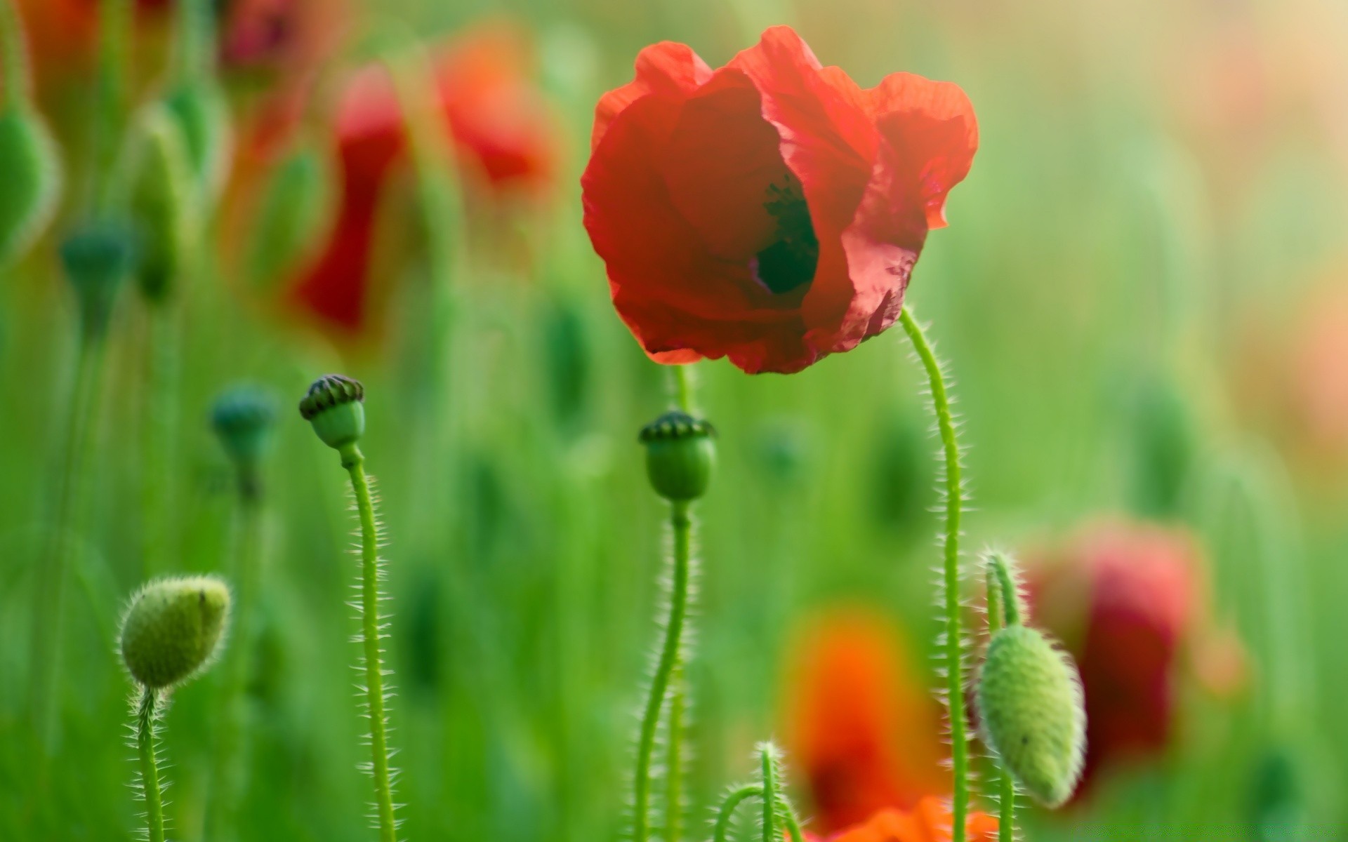 flores naturaleza flor poppy flora verano hoja campo crecimiento jardín brillante al aire libre hierba buen tiempo floral color salvaje desenfoque pétalo bluming