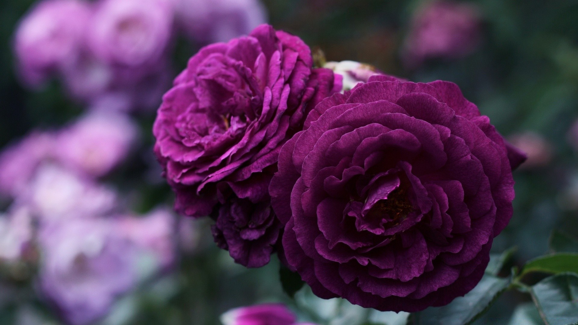 flowers flower nature flora garden rose leaf summer petal blooming floral color peony bouquet love