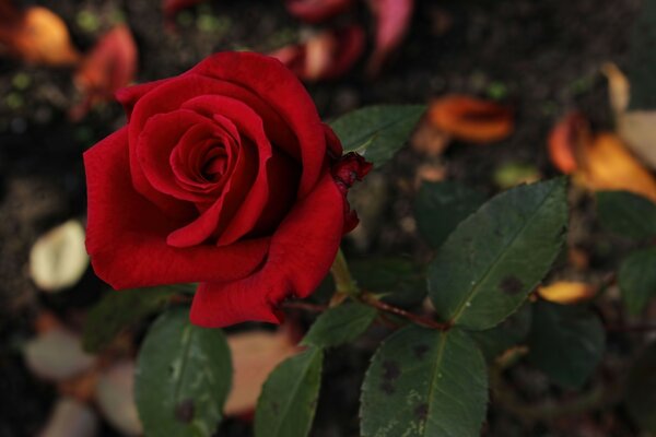 Flor rosa primer plano