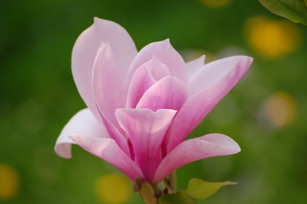 Flor rosa desplegable en la naturaleza