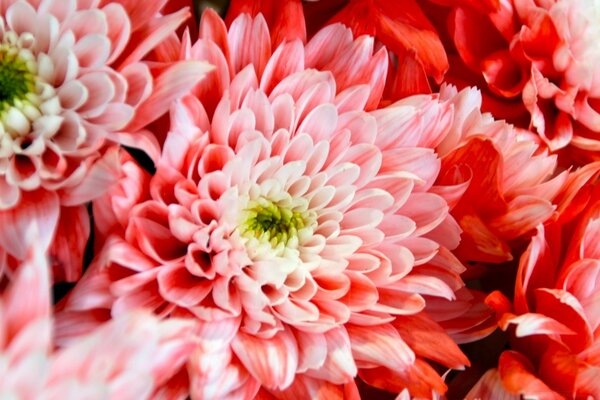 Pink flowers. Bouquet as a gift