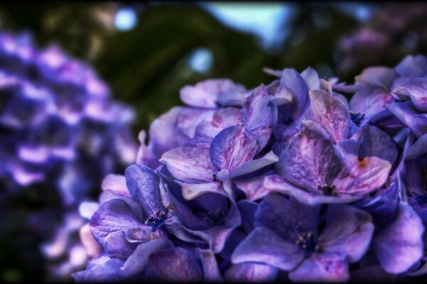 Blau-lila Blüten auf dunklem Hintergrund