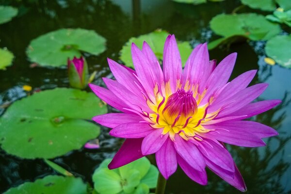 Die göttliche Farbe der Lotusblume