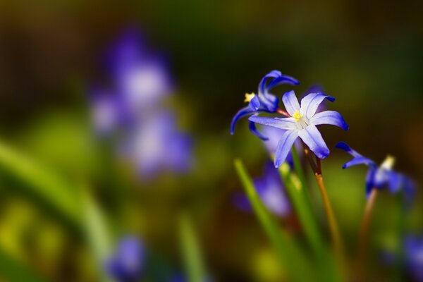 Pequeña flor azul delicada