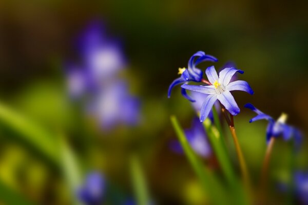 Petite fleur bleue délicate