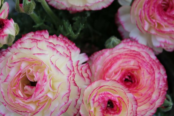 Belles roses créées par la nature