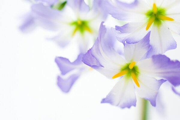 Blooming. Hermosas flores sobre fondo blanco