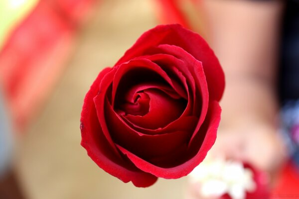 Rose is the flower of love and loyalty