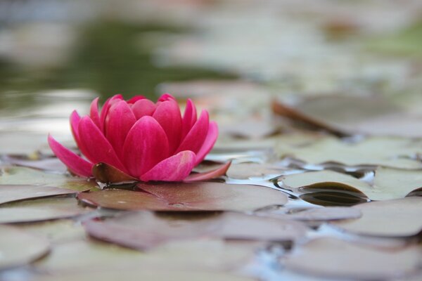 Flor de framboesa. Bela natureza