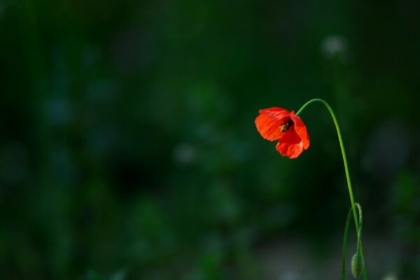 Einzelne rote Mohnblume