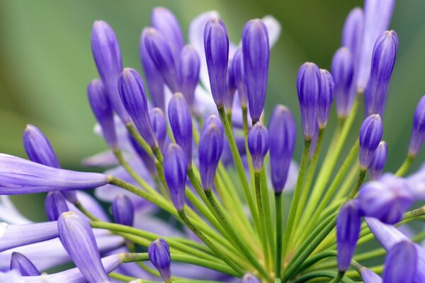 Lila Blüten auf einem verschwommenen Hintergrund