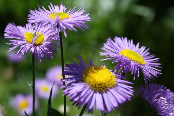 El verano ha dado belleza a las flores