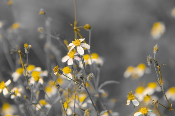 L odeur de l été dans les fleurs de Prairie