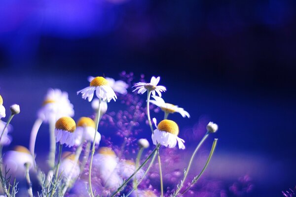 Marguerites blanches sur fond violet